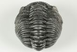 Curled Pedinopariops Trilobite - Mrakib, Morocco #190614-1